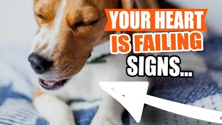 HEART DISEASE in DOGS 🐶💔Causes Symptoms and What to Do [upl. by Ludvig]