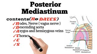 Posterior Mediastinum Contents Mnemonic [upl. by Dewees]