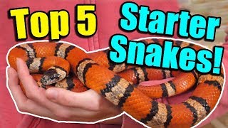 The Top 5 BEST Beginner Snakes [upl. by Amado]