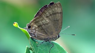 20240612  劍南蝶園  燕灰蝶Rapala varuna formosana [upl. by Adriana831]