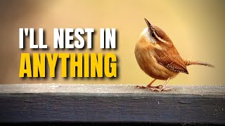 A Small Likable Big Personality Bird The Carolina Wren BirdsWalkingDown [upl. by Dlareme]