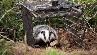 Vaccinating badgers against TB does not change their behaviour [upl. by Dante]