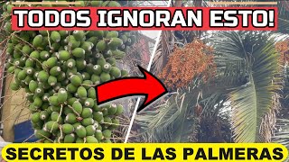 🌴Si Tienes PALMERAS Debes Ver Este VÍDEO🌴La Mayoría IGNORA ESTO [upl. by Odnomyar]