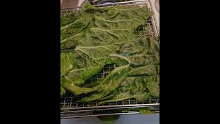 Dehydrating Watercress Leaves For Pantry Storage [upl. by Ikceb]