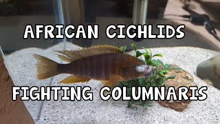 COLUMNARIS │AFRICAN CICHLIDS│BACTERIAL DISEASE [upl. by Ruff424]