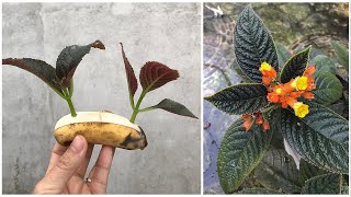 Use banana peels to stimulate Chrysothemis pulchella flower roots to sprout quickly [upl. by Euqirne]