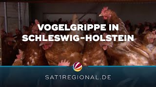 Vogelgrippe in SchleswigHolstein nachgewiesen [upl. by Wimsatt]