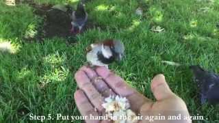 5 Steps Show you How to Attract Wild House Sparrow Come Over on Your HandVideo Filmed by YANG Edwin [upl. by Lumbard]