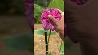 1000 Petal lotus seed rajflorals waterplants gardencenter tips [upl. by Rosenzweig]