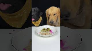 I Get To Eat First Today Labrador and Golden The Daily Life Of Two Cute Dogs [upl. by Eneres139]