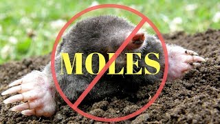 How to kill Moles in the Garden or Yard [upl. by Anitnuahs829]