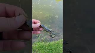 lunkerhunt lizard review [upl. by Ahsema984]