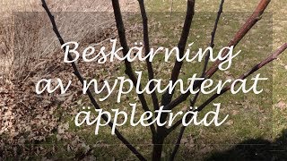 Beskärning av nyplanterat äppleträd [upl. by Three784]