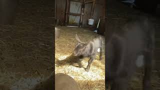 Baby goats babyanimals farmlife goats goatlife cutegoats babygoats goatsplaying [upl. by Lachman]