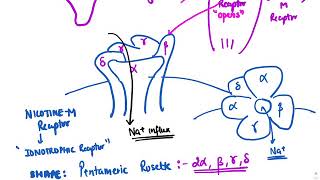 Skeletal muscle relaxants [upl. by Yatnuahc]