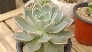 Echeveria elegans propagation [upl. by Barbuto]