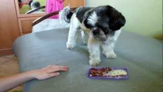 Tresura Shihtzu  Dog training Shihtzu Part1 [upl. by Chobot]