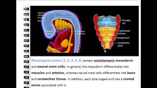 development of the larynx dr Noura [upl. by Qerat116]