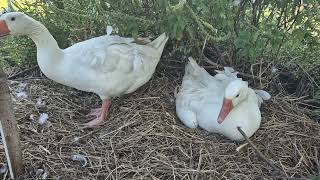 Hatching Sebastopol Goslings Day 28 Part 2 [upl. by Nila]