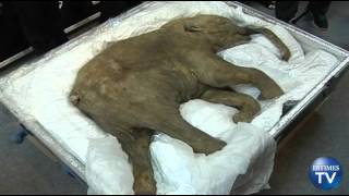 A 42000YearOld Baby Woolly Mammoth Arrives In Hong Kong [upl. by Gamal407]