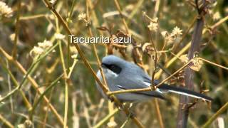 Aves de Sierra de Guasayan Santiago del Estero [upl. by Airret473]