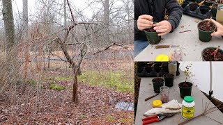 How to Graft Trees [upl. by Aniryt]