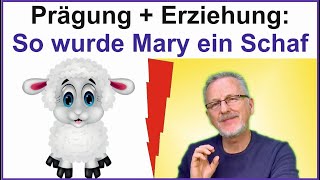 Prägung im Kleinkindalter Wie Mary zu einem Schaf wurde  Verhalten und Fehlverhalten [upl. by Yenahs]