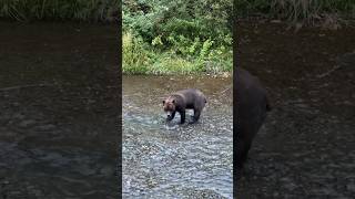 Grizzly Bear Catching Fish in Alaska bear wildlife alaska fishing salmon grizzlybear [upl. by Dewhurst]