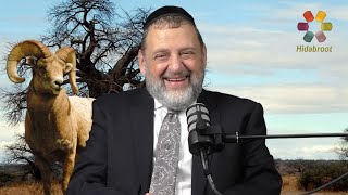 Vayera  Make The Sacrifice  Rabbi Dovid Orlofsky [upl. by Partridge987]