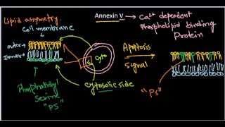 Annexin V [upl. by Arotal782]