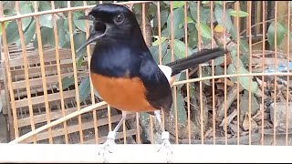 White Rumped Shama Song White Rumped Shama Call Sound Voice Chirp SwallowBird [upl. by Garling]