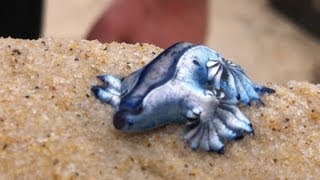 Glaucus atlanticus Blue Dragon  Cool creature found on beach in Gold coast Australia ORIGINAL [upl. by Mudenihc816]