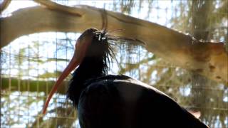 Northern Bald Ibis Geronticus eremita The Living Desert [upl. by Ecidnarb]