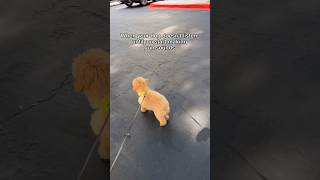 Dog’s Reaction to Fake Gunshots is Hilarious [upl. by Nogam]