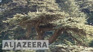 Lebanon launches campaign to save the Cedar tree [upl. by Ihcekn]