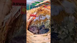 healthy baby finches [upl. by Rugg]