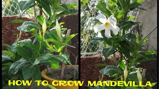 How to grow mandevilla in a pot [upl. by Reemas]