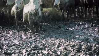 MP2013  transhumance [upl. by Eruot]