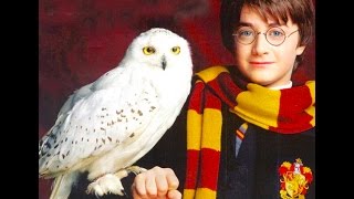 Hedwigs Theme Harry Potter  Virtuosic piano Vasco Dantas  J Radnich [upl. by Gautea17]