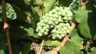 The Life Story of a Grape Cluster  Grape Video 5 [upl. by Arhsub713]