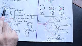 neurophysiology guyton 47spatial and temporal summationNeuronal pool divergenceconvergencembbs [upl. by Ardnola829]