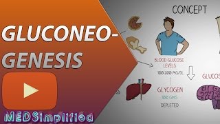 Gluconeogenesis Pathway Made Simple  BIOCHEMISTERY [upl. by Ettenuahs]