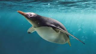 Facts About Gentoo Penguin [upl. by Southworth827]