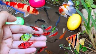 Find Colorful Ornamental fish Goldfish betta fish Catfish lobster koi fish animals Videos [upl. by Ztnahc278]