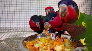 All Baby Lories Feeding  Breeding Results  Gift Of Flight  Indian Aviculture [upl. by Adnohryt]