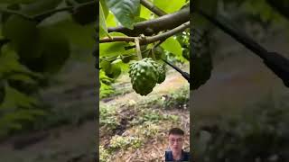 Special way to care for custard apple trees fruit sonlv [upl. by Galven788]