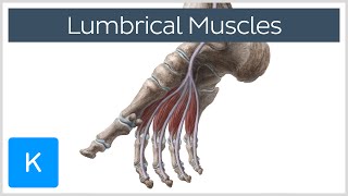 Lumbrical Muscles of the Foot  Human Anatomy  Kenhub [upl. by Jeanna]