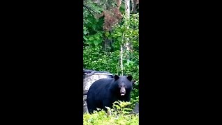 Chasse a l ours noir 2022 [upl. by Biagio627]