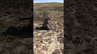 Shooting BEDDED Turkey hunting hunt turkey montana merriams [upl. by Cimbura]