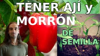 Tener Planta De Ají  Morrón sus secretos Aprender Sobre Plantas Germinarla de semilla [upl. by Sixla]